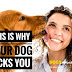 Why Dog Licks Your Face