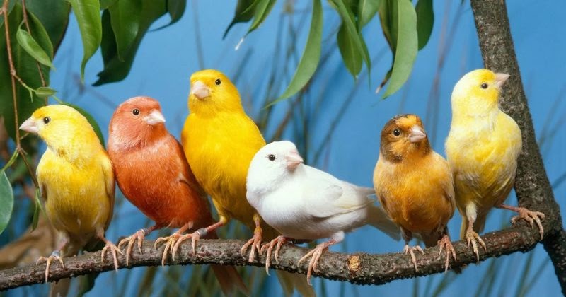 Macam Jenis Burung Kenari Lengkap Dengan Gambar Dan Harga - skck-polres