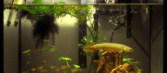 Cara Merawat Ikan Naga Palmas Yang Unik Dan Cantik Di Akuarium