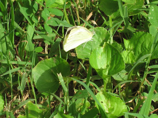 Butterfly at Sloan Park in Rowan County © Katrena