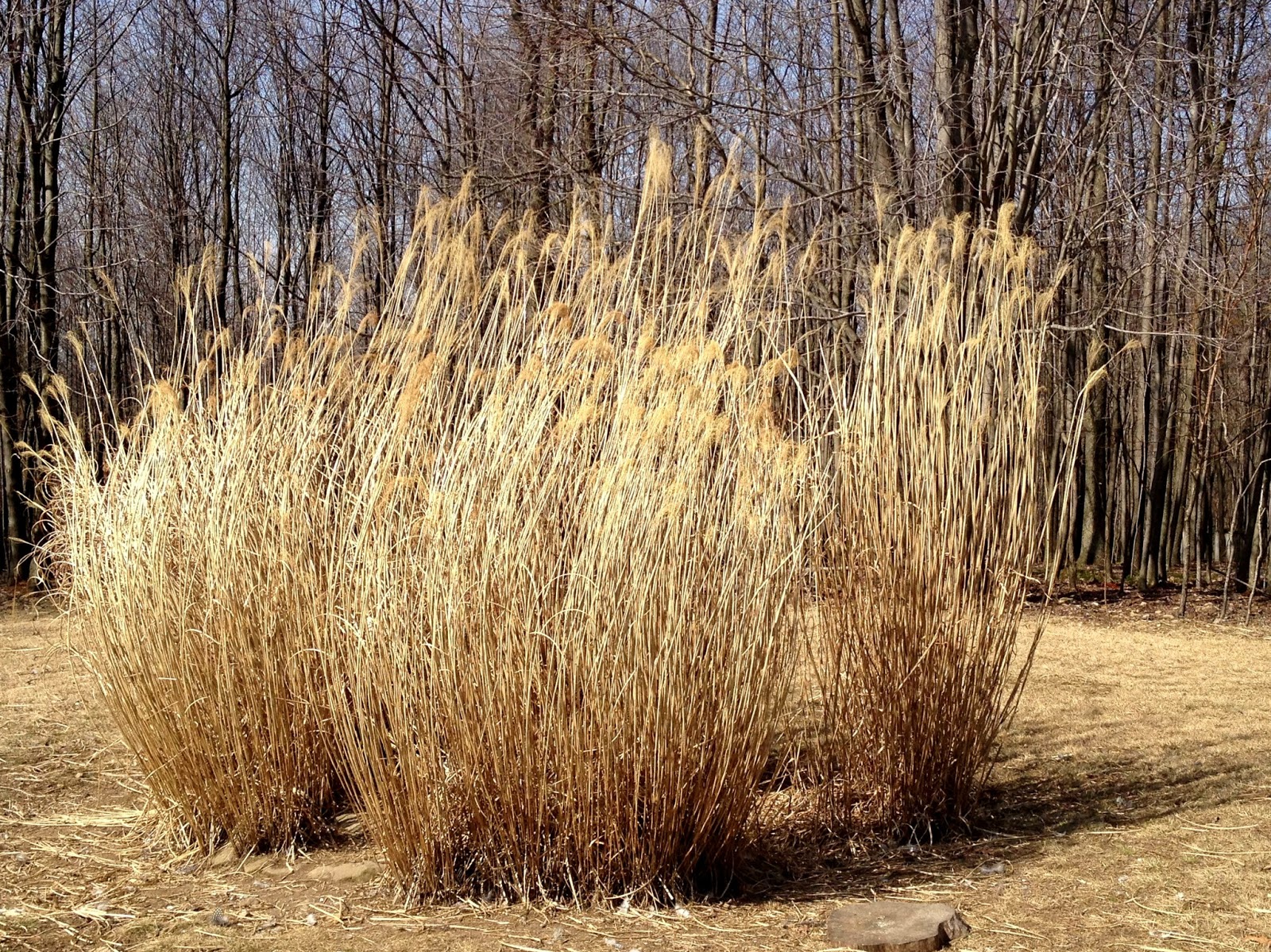 Caring for ornamental zebra grass Feathers in the woods