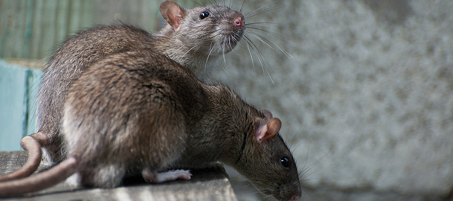 Control plagas ratas y ratones