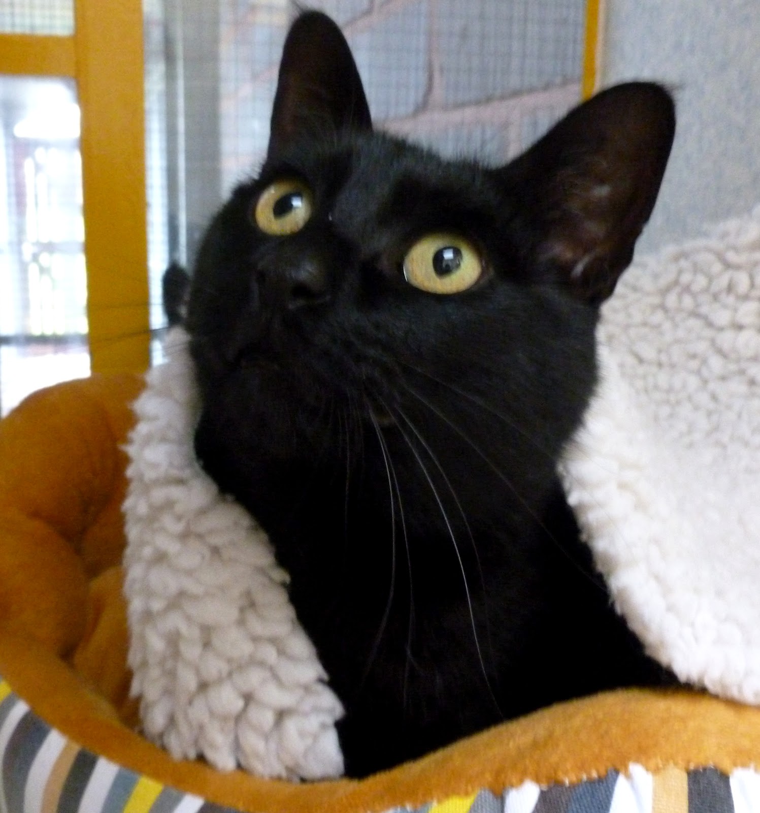 Cats Protection Exeter Axhayes Adoption Centre Ella the chattiest cat at Axhayes!