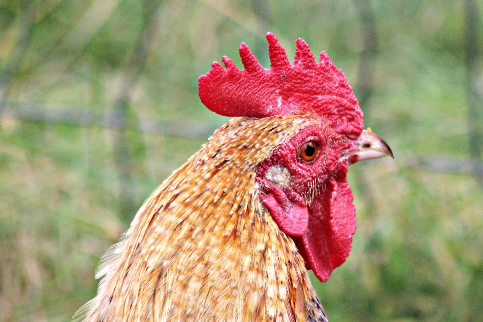 Grandparents & Grandchildren Beautiful Red Combed Chickens