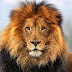 El león que no quería ser rey