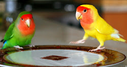 papagal agapornis bird lovebirds despre papagali yellow peach birds lovebird face near beyond faced papagalul roseicollis peachface totul pasare texas