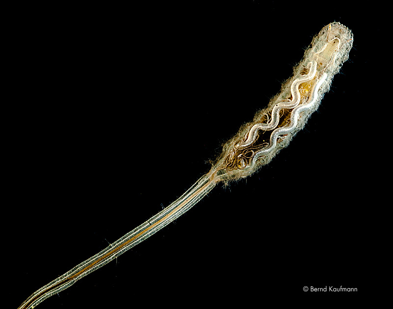 aquamax das Weblog zur Website Fotos des Tages Eristalis sp