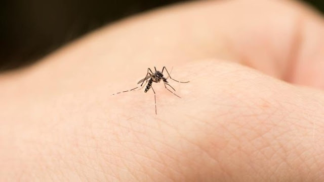 Cara Mudah Menghilangkan Bekas Gigigan Nyamuk Yang Mengganggu