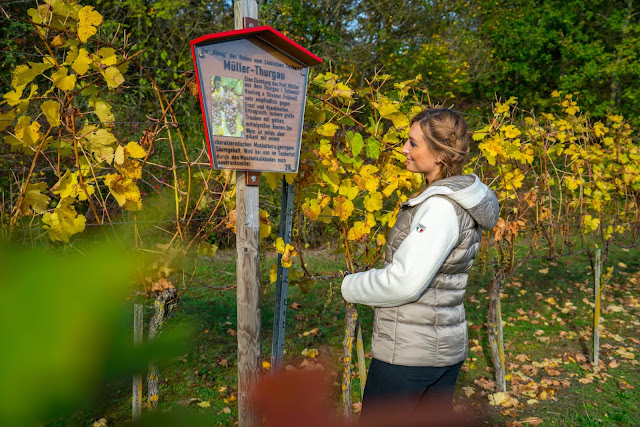 Weinlehrpfad Markelsheim | Wandern bei Bad Mergentheim 10