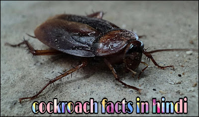 Cockroach Information In Hindi - कॉकरोच के बारे जानकारी