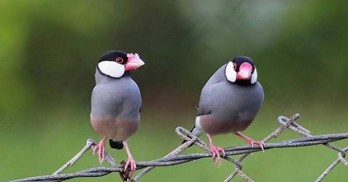 Cara Ternak Burung Gelatik Jawa Supaya Hasil Anakan Mantul - Kicau Antari