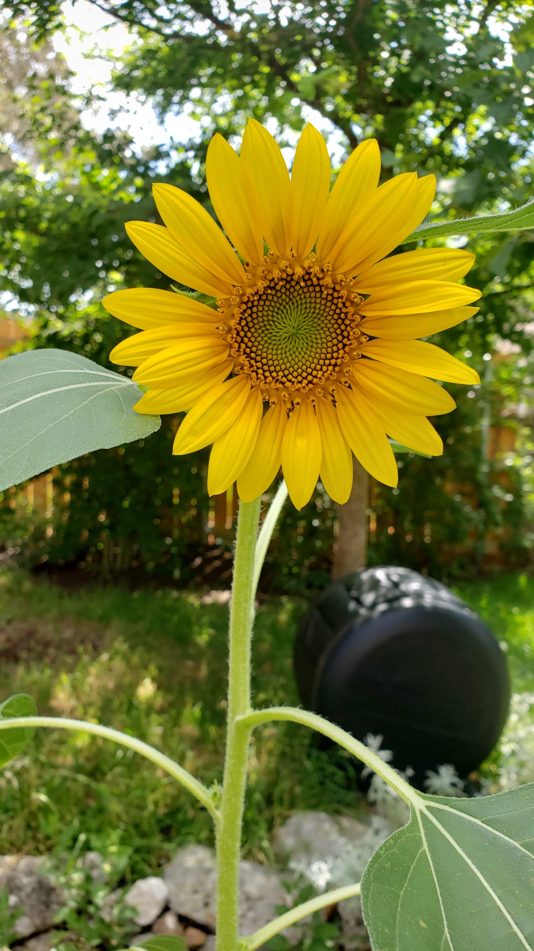Gardening in Austin Sunflowers