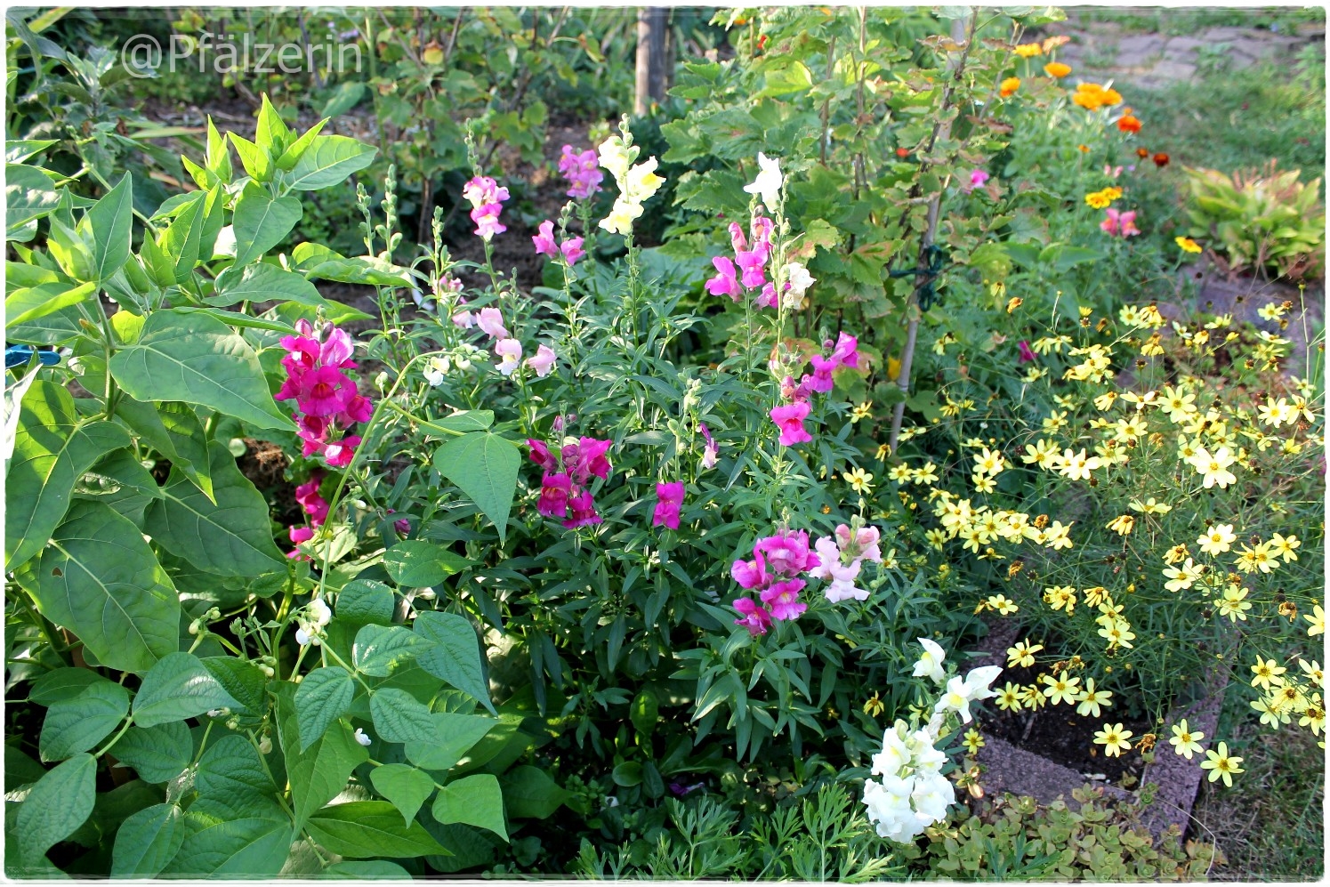 L Age Bleu Rosenpark