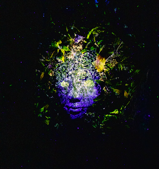 Coconut Grove Grapevine When The Sun Sets The Nightgarden Comes