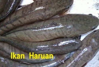 Anim Agro Technology: IKAN HARUAN - POTENSINYA