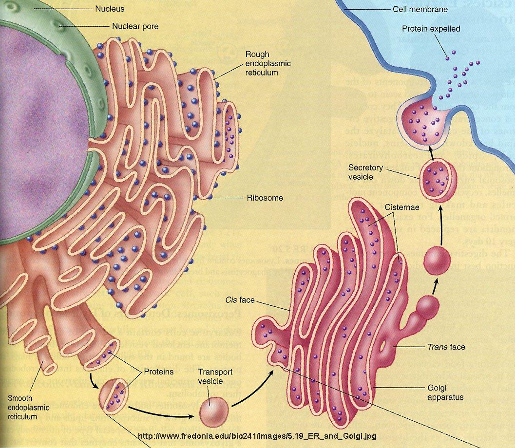 BiologiaYGeologia Reticulo endoplasmático y aparato de Gólgi