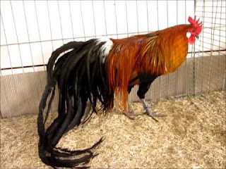 Galeri Foto Ayam Phoenix Terbaru 18 Galeri Foto Ayam Phoenix Terbaru Jual Ayam Hias Ayam Phoenix Dewasa Jantan