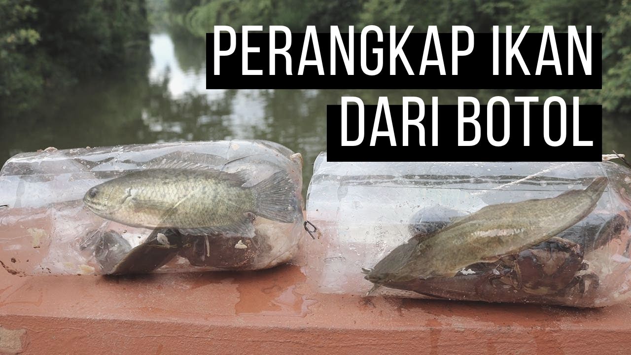 Joss Mancing Ikan Gabus Pakai Botol Di Malam Hari Youtube