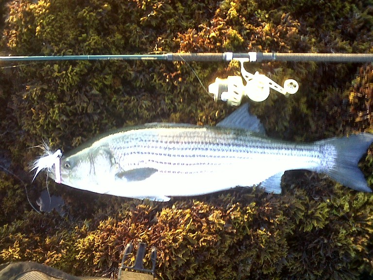 New England Striper Fishing Four Dollars and Change