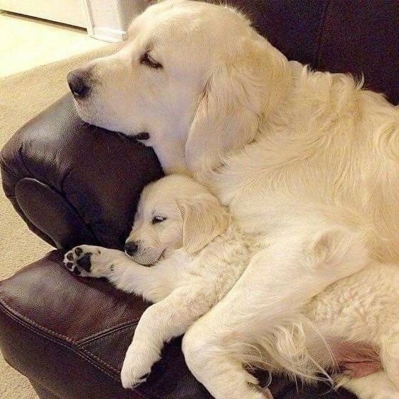 golden retriever mom