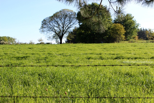 camino-de-santiago-frances-barbadelo-a-mercadoiro-prados