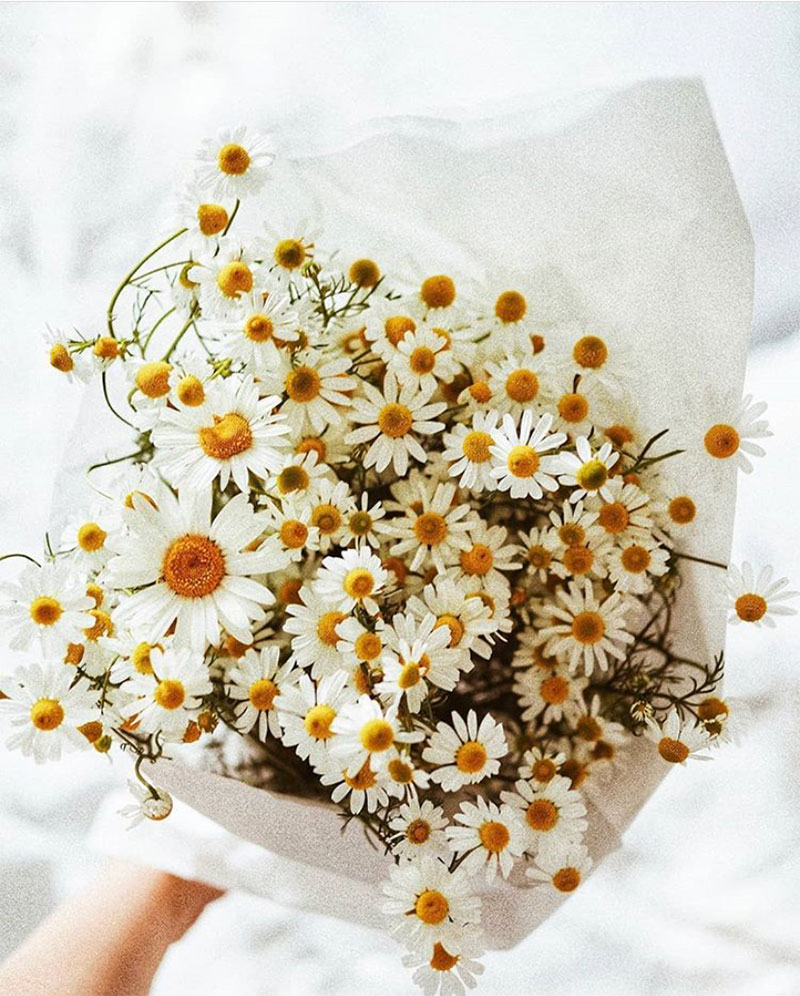 Compilation | Late-Spring Inspiration: Coming Up Daisies