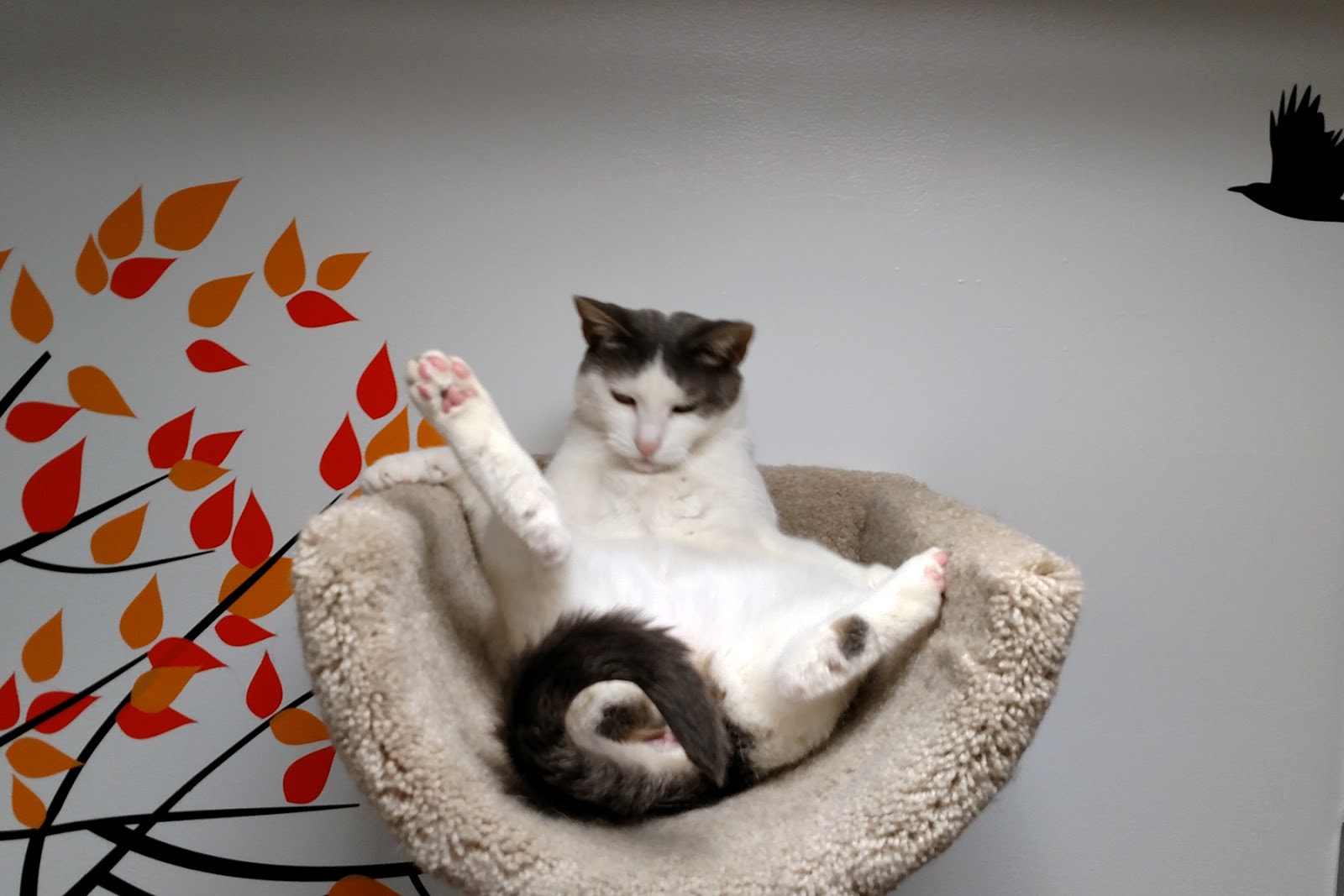 Animal Shelter Volunteer Life A Lap Cat Emerges, and a Special Day )