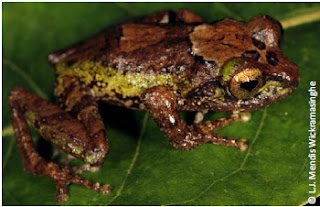 Dayawansa’s Shrub Frog, Pseudophilautus dayawansai, endemic frog, sri lanka, herpetofauna in sri lanka