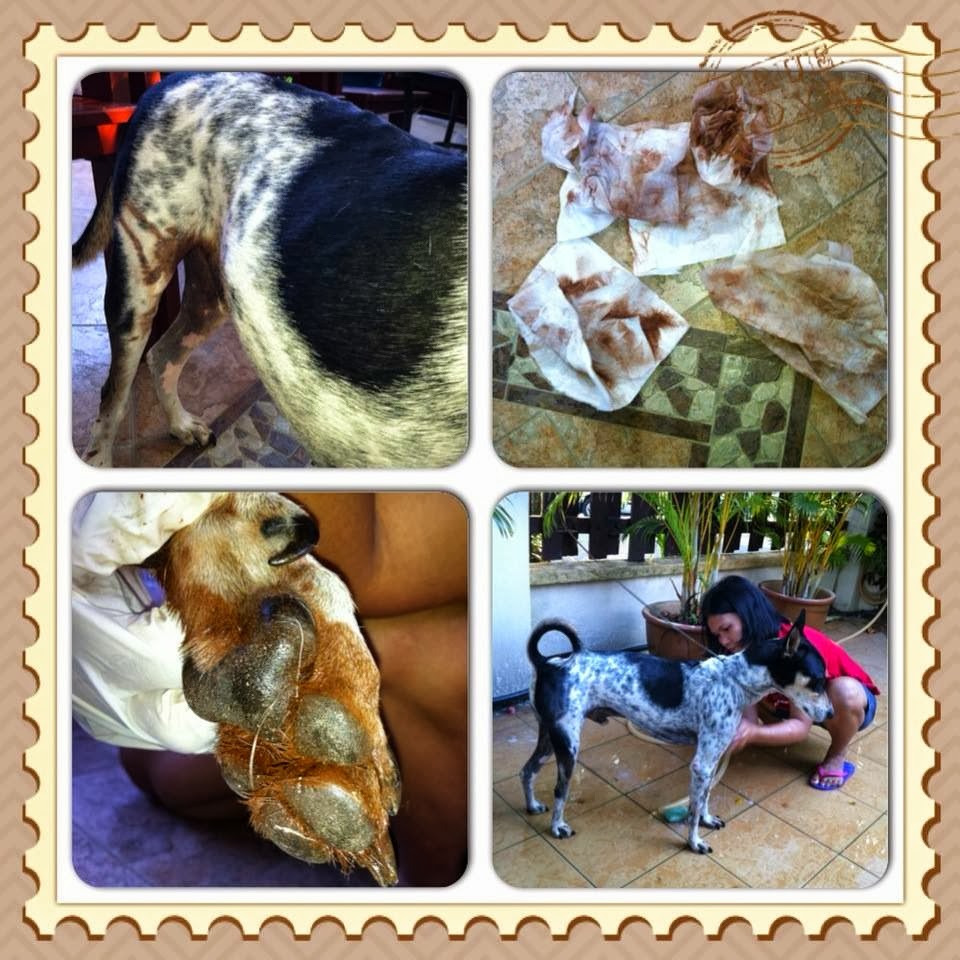 Mad About Labrador Retrievers HOW TO GET PAINT OFF YOUR DOG...