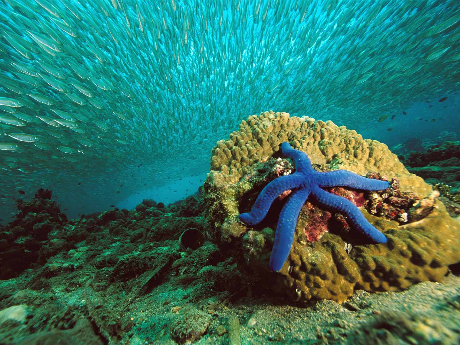 Разнообразие живых организмов в океане. Синяя морская звезда. Морская звезда среда обитания. Кораллы в Египте. Морская жизнь.