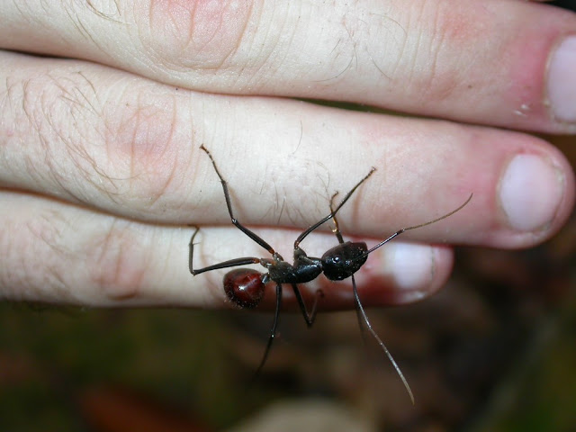 Dinomyrmex gigas Dinomyrmex gigas