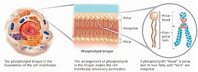 How Cell Maintain The Balance Biology For Senior High School how-cell-maintain-the-balance-biology-for-senior-high-school