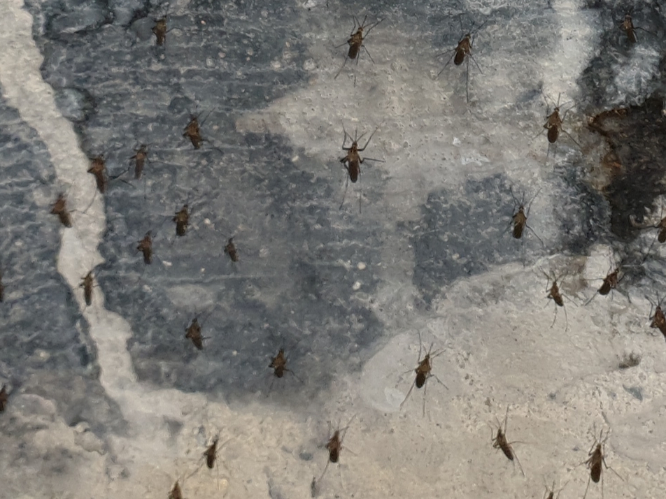 Blue Eyed Birding November 2019