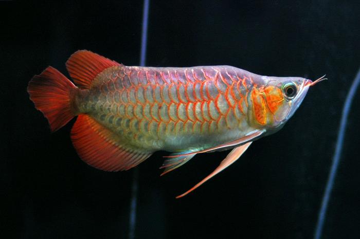 Dragon Fish Arowana Beauty 1