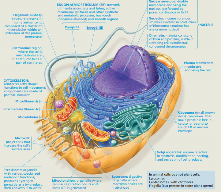 Wety Yuningsih Apa itu Sel