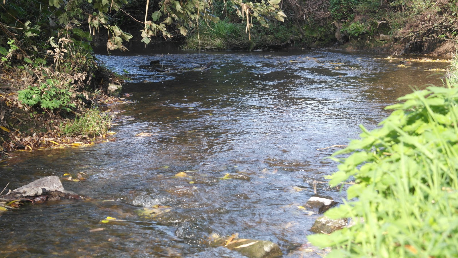 Piscatorial Quagswagging The Tiny River Alne Dew Beaters and Dial Plates