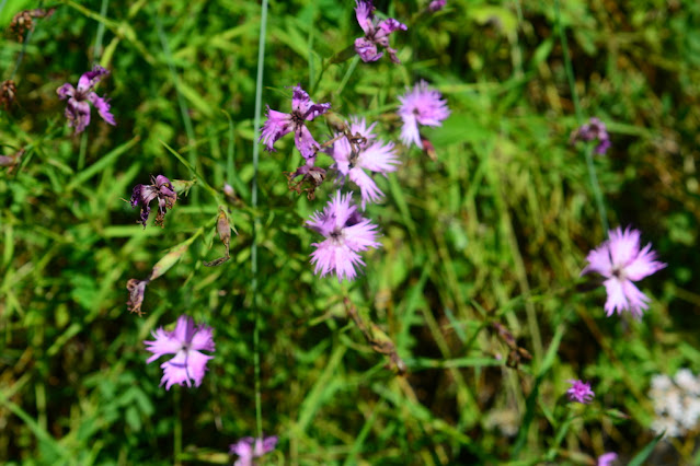 Dianthus hyssopifolius Dianthus hyssopifolius