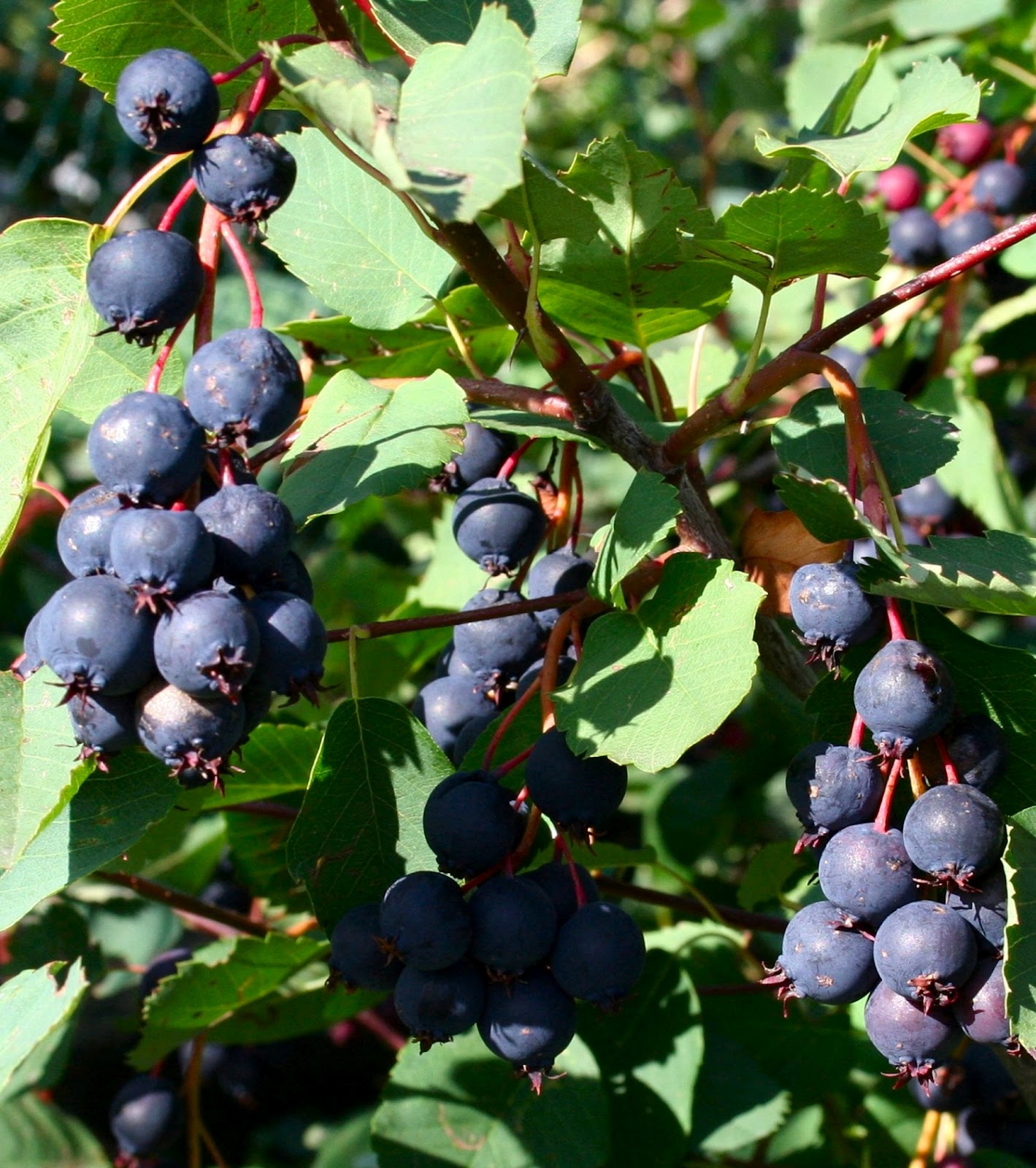 Scottish Artist and his Garden Saskatoon Fruit Growing