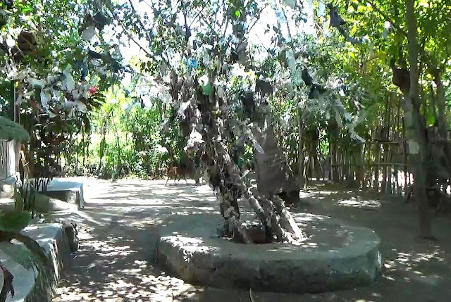 Di Makam Anak Iwoq, ada pohon "pembawa keberuntungan"