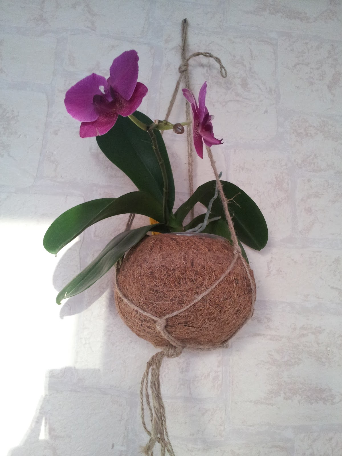 SOS Orchidées Petite idée déco