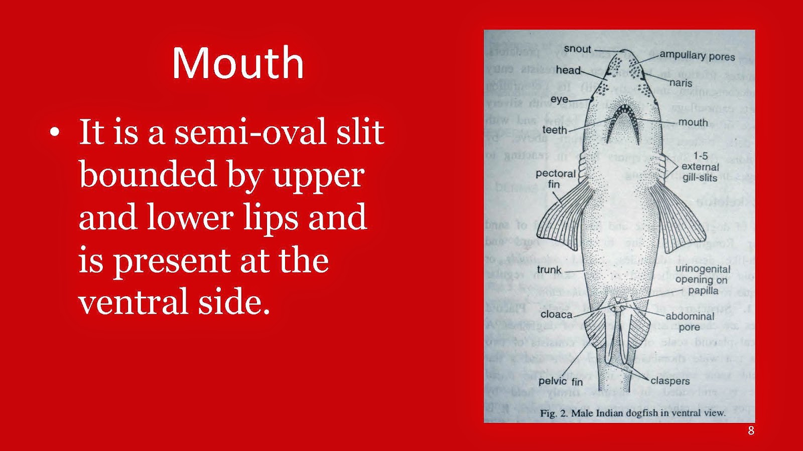 Shelford Tutorials: Digestive System of Scoliodon