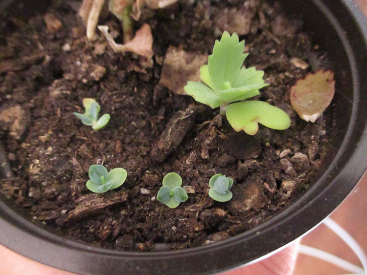 Green Jean baby plants