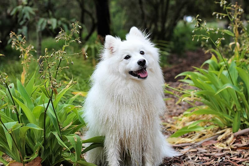 American Eskimo Dog Breed Profile, Personality, Lifespan and Grooming