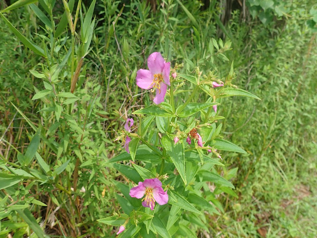 Rhexia virginica Rhexia virginica