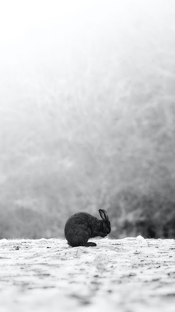 Black wallpaper rabbit HD in the snow Black wallpaper rabbit HD in the snow