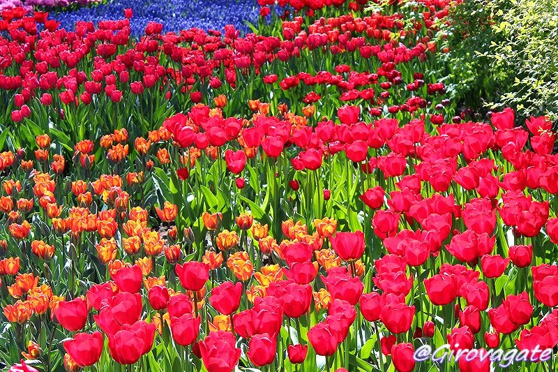 parco fiori keukenhof olanda