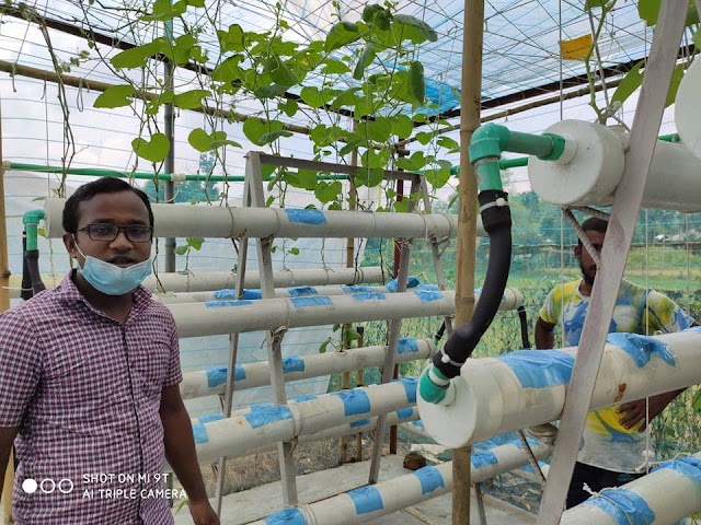 ঠাকুরগাঁওয়ে হাইড্রোপনিক পদ্ধতিতে রক মেলন চাষে সফল