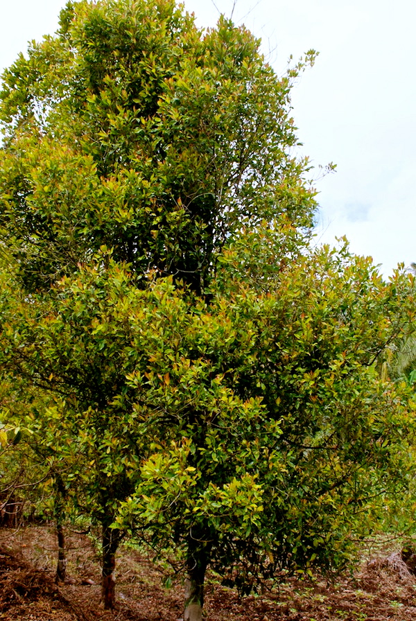 Keep Calm & Curry On Ingredient of the Week Cloves, Laung, Lavang, Grambu