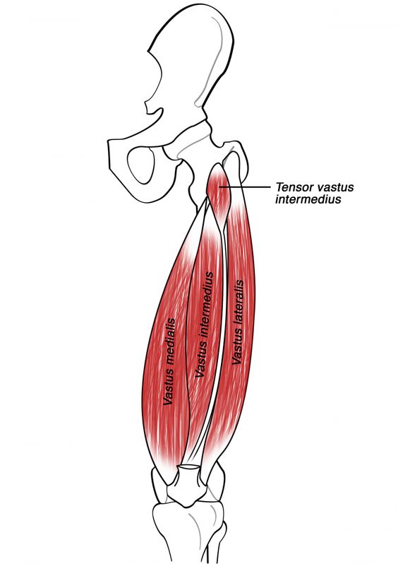 VASTUS INTERMEDIUS | Muscles Information