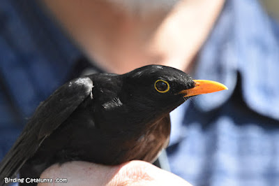 Merla (Turdus merula)